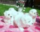 Maltese Puppies for sale in Ararat, NC 27007, USA. price: NA