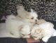 Maltese Puppies for sale in Waynesville, NC 28786, USA. price: $800