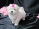 Maltese Puppies for sale in Jersey, GA 30018, USA. price: NA