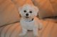 Maltese Puppies for sale in Ashburn, VA, USA. price: NA