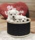 Maltese Puppies for sale in West Monroe, LA, USA. price: NA