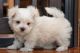 Maltese Puppies for sale in TX-360, Grand Prairie, TX, USA. price: NA
