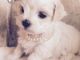 Maltese Puppies for sale in Miami, Floride, États-Unis. price: NA