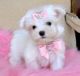 Maltese Puppies for sale in SC-9, Chester, SC 29706, USA. price: $400
