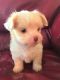 Maltese Puppies for sale in Clinton, IN 47842, USA. price: NA