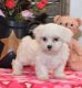 Maltese Puppies for sale in California St, San Francisco, CA, USA. price: NA