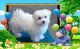 Maltese Puppies for sale in Neal Davis Rd, Thompsonville, IL 62890, USA. price: NA