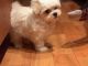 Maltese Puppies for sale in Harpers Ferry, IA 52146, USA. price: $400
