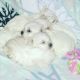 Maltese Puppies for sale in Baltimore, MD, USA. price: $450
