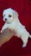 Maltese Puppies for sale in Greenville, NC, USA. price: NA