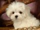 Maltese Puppies for sale in Baltimore, MD, USA. price: $430