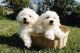 Maltese Puppies for sale in Los Angeles, CA 90050, USA. price: NA