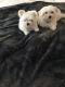 Maltese Puppies for sale in Potomac, MD 20854, USA. price: NA