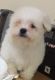 Maltese Puppies for sale in MD-355, Bethesda, MD, USA. price: $300