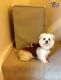 Maltese Puppies for sale in Northridge, CA 91328, USA. price: NA