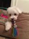 Maltese Puppies for sale in Butler, PA 16001, USA. price: $995