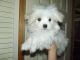 Maltese Puppies for sale in Marion, NC 28752, USA. price: NA
