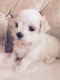 Maltese Puppies for sale in SC-14, Fountain Inn, SC 29644, USA. price: $500