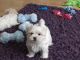 Maltese Puppies for sale in Wisconsin Dells, WI, USA. price: NA