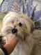 Maltese Puppies for sale in Cannel City, KY 41408, USA. price: NA