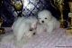 Maltese Puppies for sale in Los Angeles, CA 90032, USA. price: NA