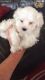 Maltese Puppies for sale in AZ-89A, Cottonwood, AZ 86326, USA. price: NA