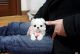 Maltese Puppies for sale in Sacramento, CA 94297, USA. price: NA