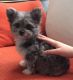 Maltese Puppies for sale in Sterling Heights, MI, USA. price: NA