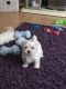 Maltese Puppies for sale in St. Louis, MO, USA. price: $720