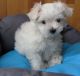 Maltese Puppies for sale in Forrest City, AR 72335, USA. price: NA