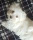 Maltese Puppies for sale in Addison, TX, USA. price: NA