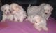 Maltese Puppies for sale in 58503 Rd 225, North Fork, CA 93643, USA. price: NA