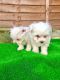 Maltese Puppies for sale in Portland, ME, USA. price: NA