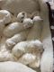 Maltese Puppies for sale in California, MD, USA. price: NA