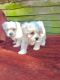 Maltese Puppies for sale in St. Louis, MO, USA. price: $500