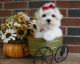 Maltese Puppies for sale in Flower Mound Rd, Flower Mound, TX, USA. price: NA