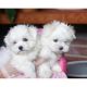 Maltese Puppies for sale in Lufkin, TX, USA. price: NA