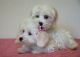 Maltese Puppies for sale in Anchorage, AK, USA. price: $900