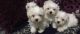 Maltese Puppies for sale in NV-159, Las Vegas, NV, USA. price: NA