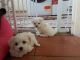 Maltese Puppies for sale in Boston, MA 02114, USA. price: $450