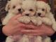 Maltese Puppies for sale in Grangeville, ID 83530, USA. price: NA
