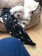 Maltese Puppies for sale in Chicago Heights, IL, USA. price: NA
