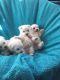 Maltese Puppies for sale in New Port Richey, FL, USA. price: NA