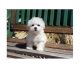 Maltese Puppies for sale in US-130, North Brunswick Township, NJ 08902, USA. price: NA