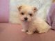Maltese Puppies for sale in Federal Way, WA, USA. price: NA