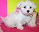 Maltese Puppies for sale in Ashburn, VA, USA. price: NA