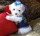 Maltese Puppies for sale in Jersey City, NJ, USA. price: NA