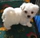 Maltese Puppies for sale in Beaverton, OR, USA. price: NA