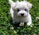 Maltese Puppies for sale in New Market, Elko New Market, MN 55054, USA. price: NA