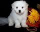Maltese Puppies for sale in 998 Bloor St W, Toronto, ON M6H 4H9, Canada. price: NA